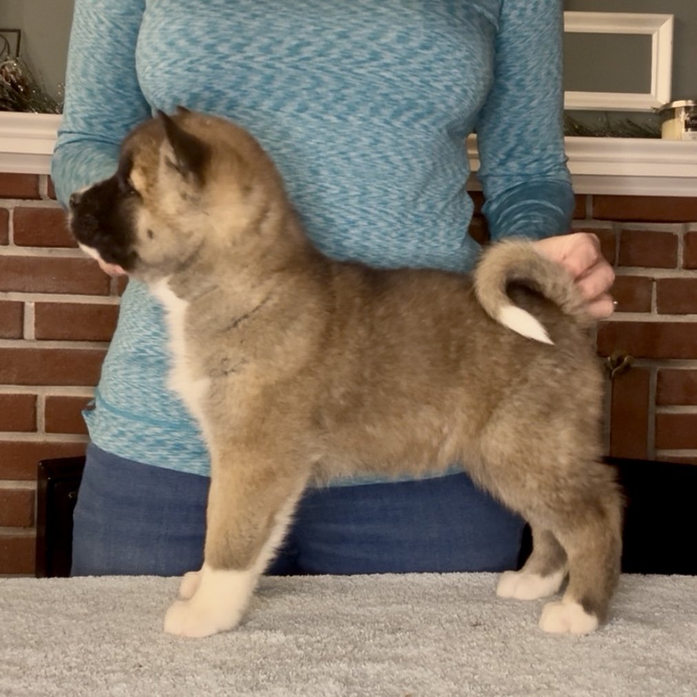 Girl 3 - 7 weeks old