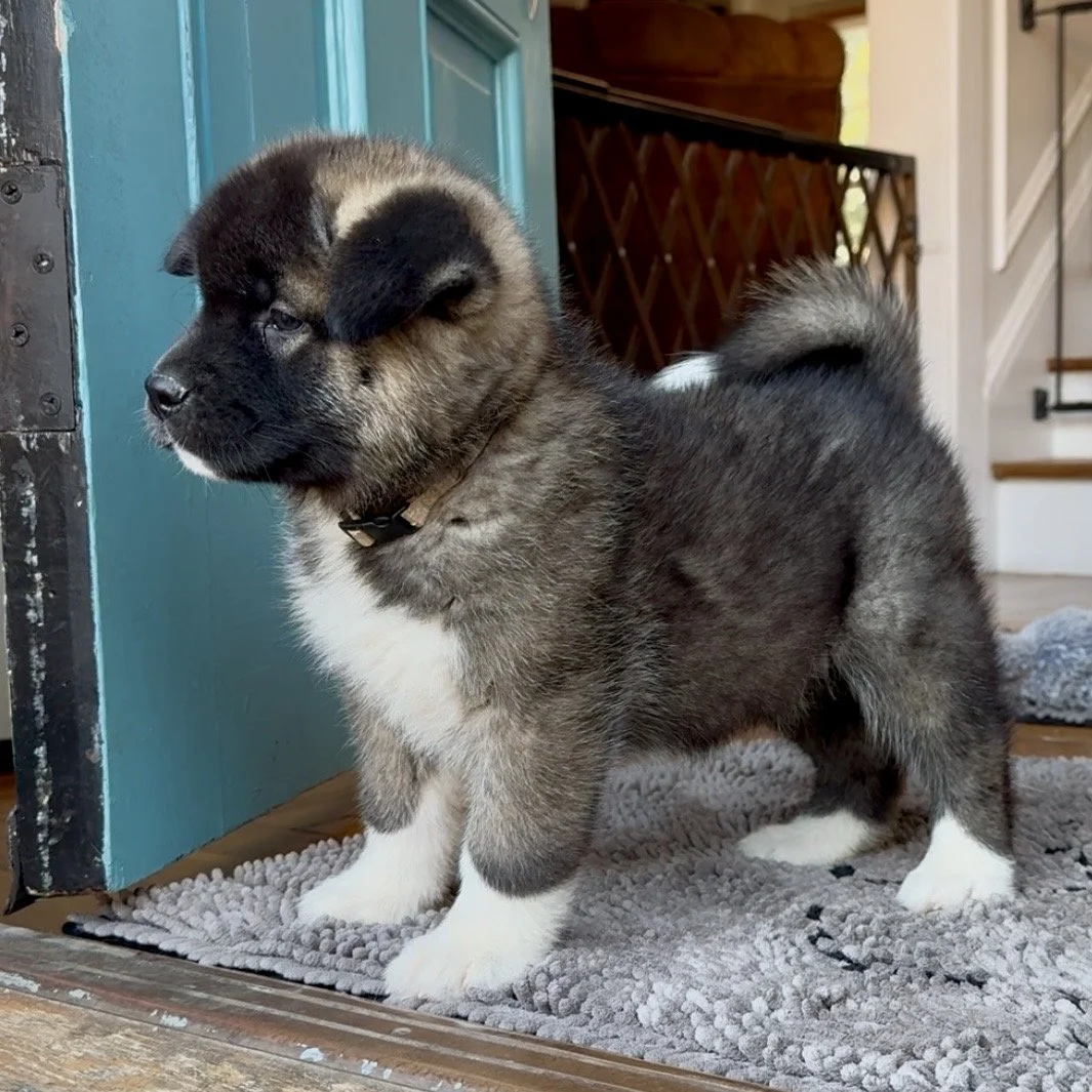 Girl 3 Silver collar - 7 weeks old. Reserved. Patricia