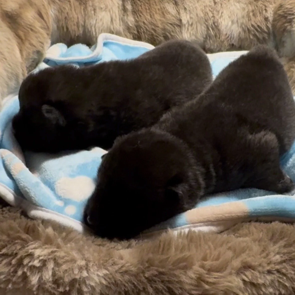 Boys 2 weeks old