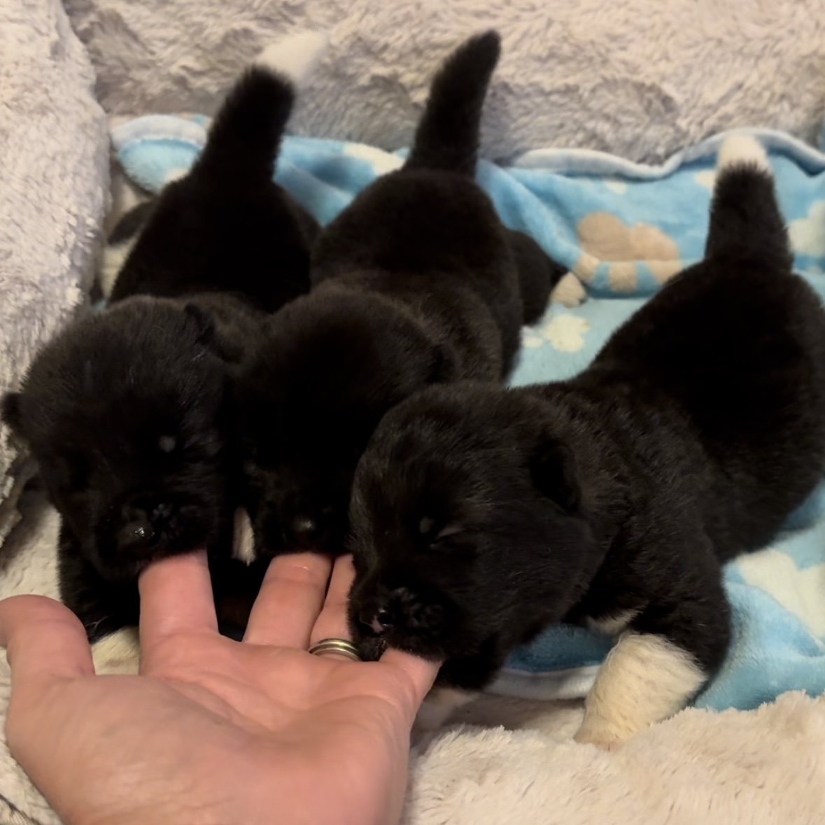 Boys 1 1/2 weeks old