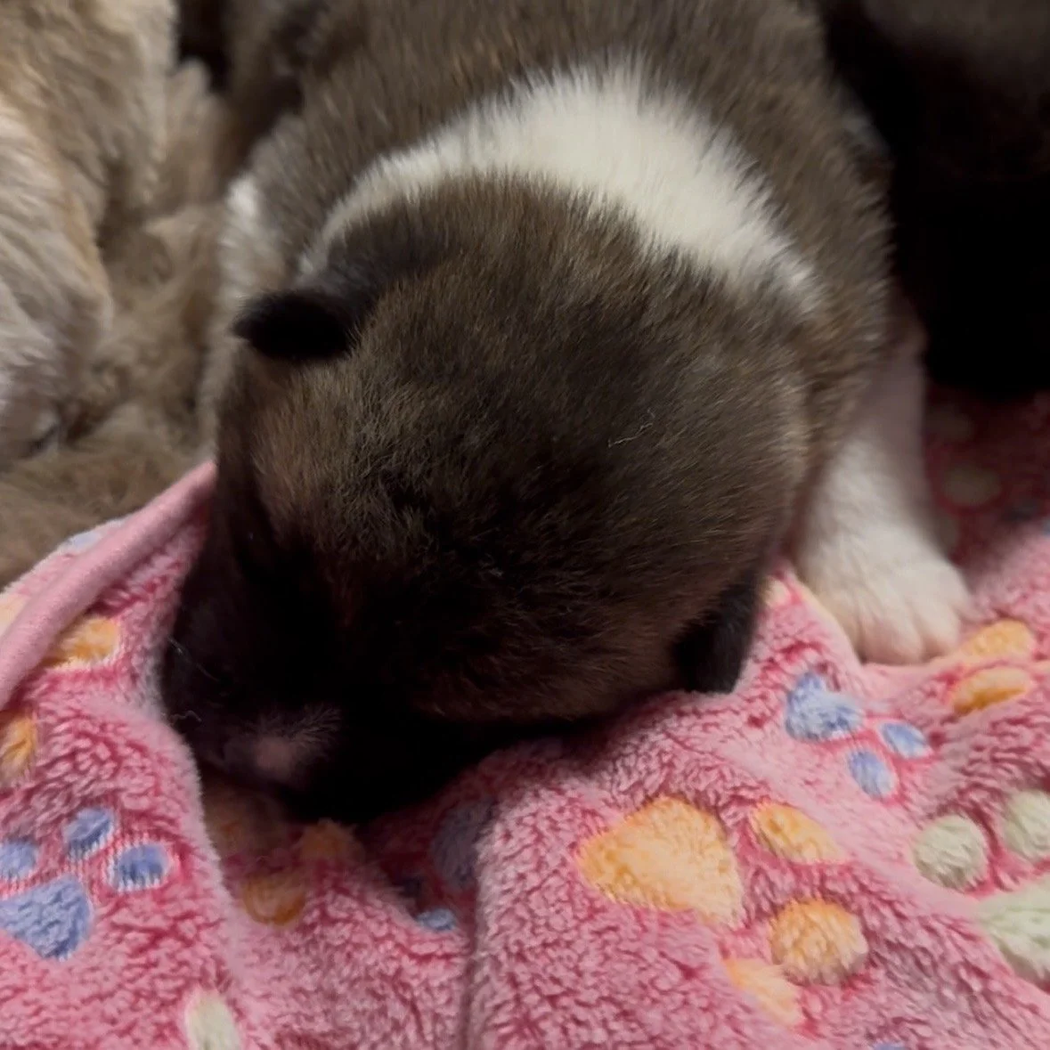 Girls 2 weeks old