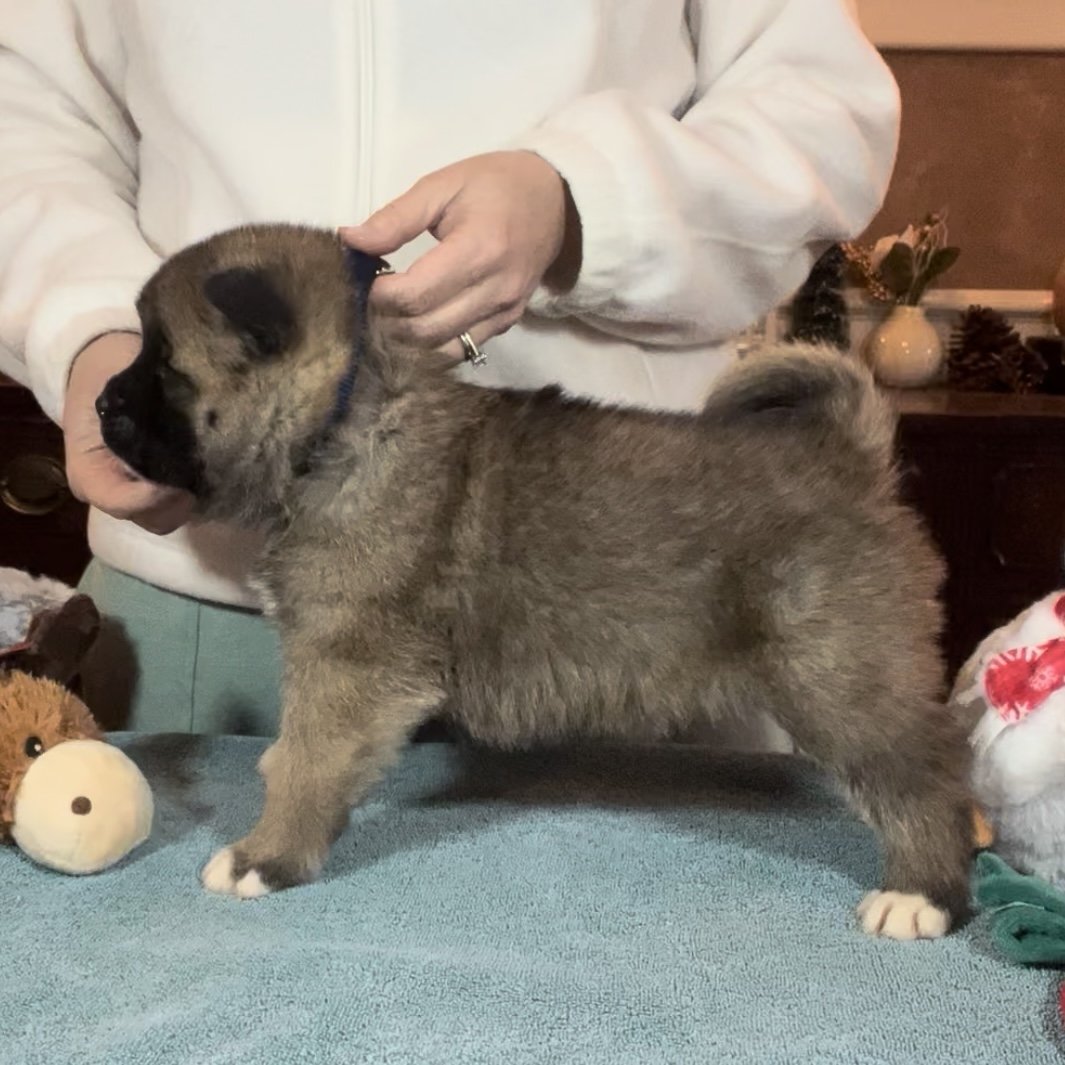 Boy 1 blue collar - Reserved. Sam