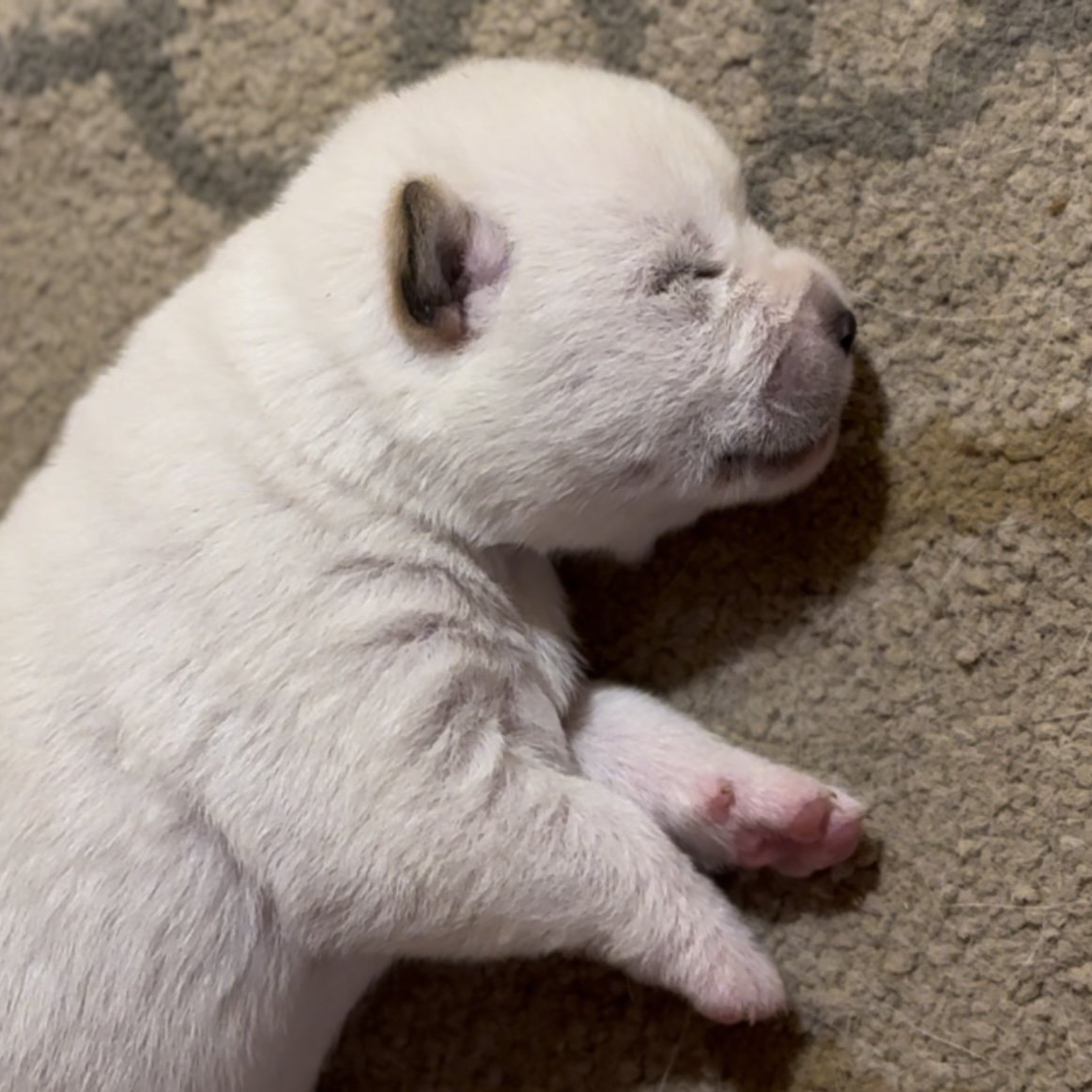1 week old