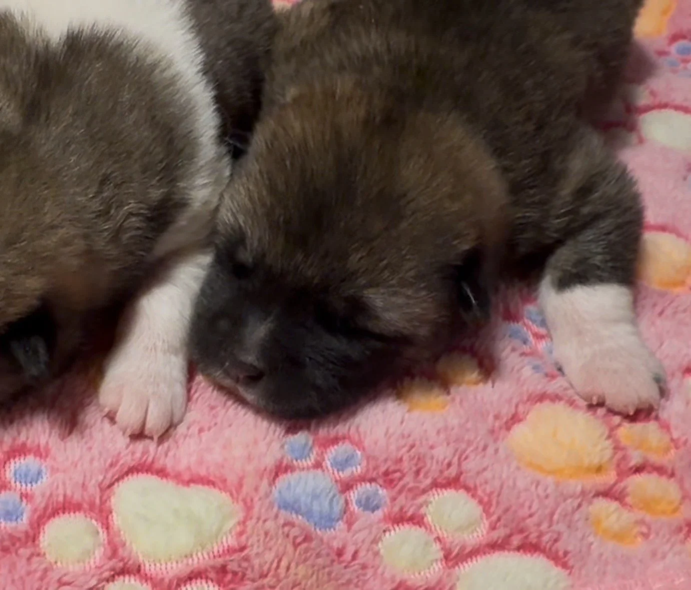 Girls - 1 week old