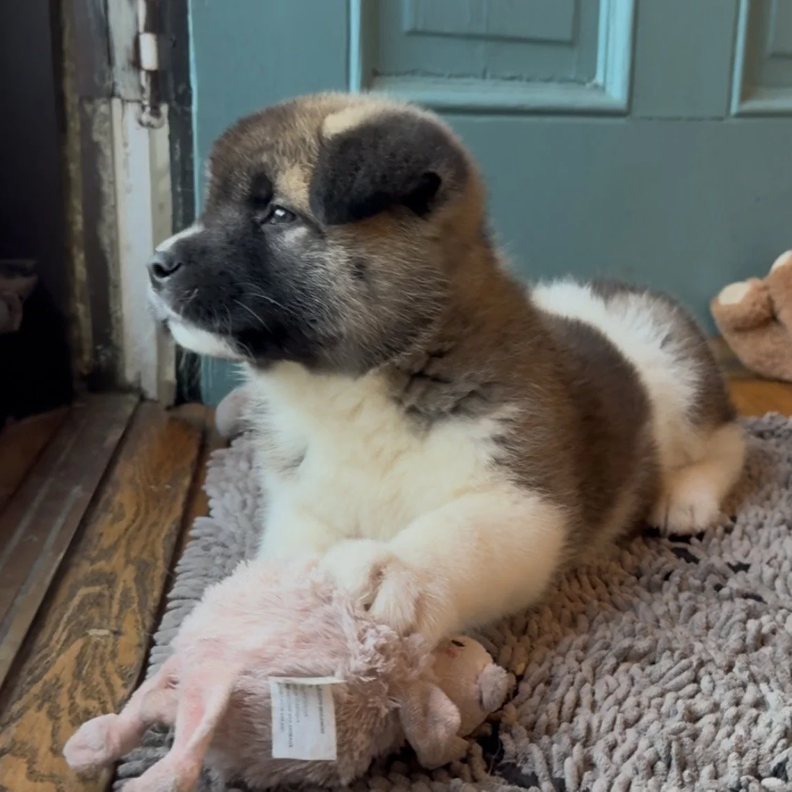 Girl 5 Cream collar - 7 weeks old. Reserved. Stephanie