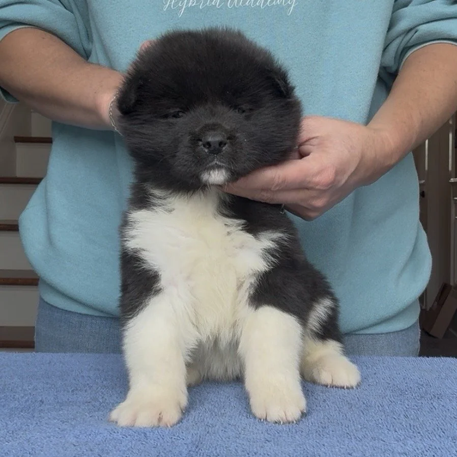 Girl 4 Pink paw collar - 4 weeks old. Reserved. Maryann