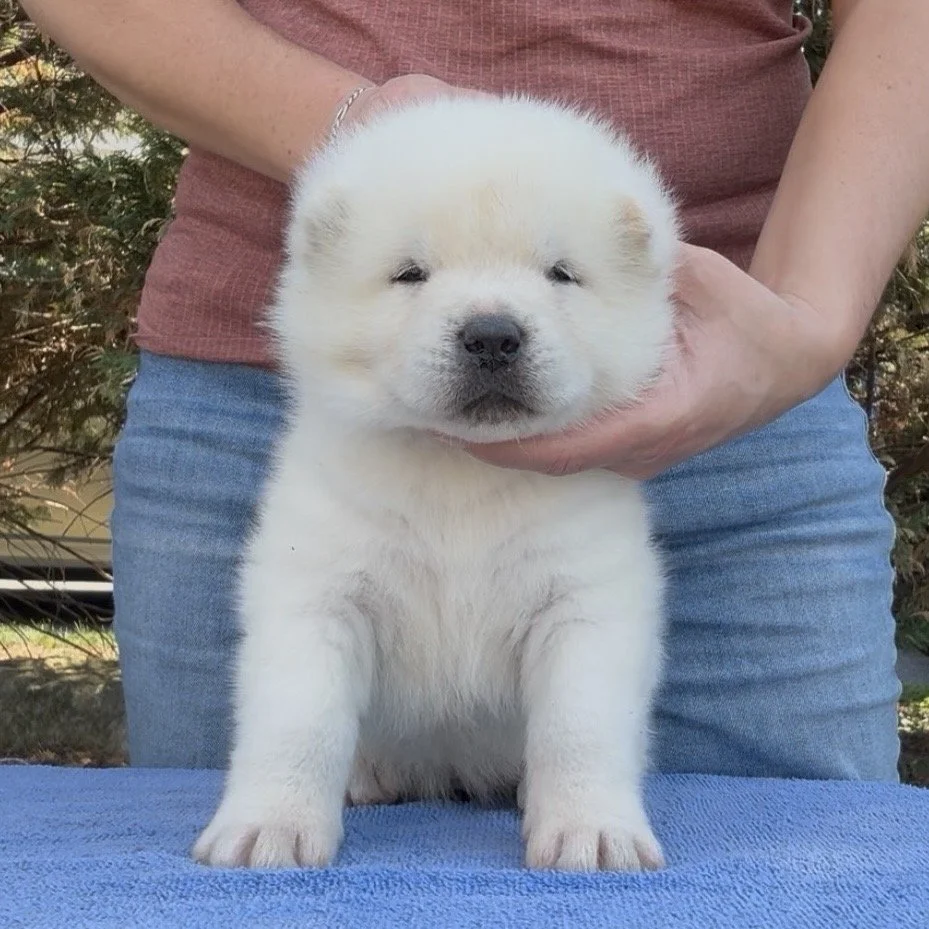 Boy 3 - 4 weeks old. Reserved. Brianne