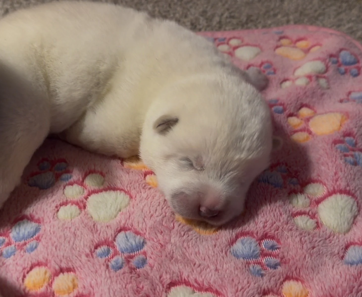 Girls - 1 week old