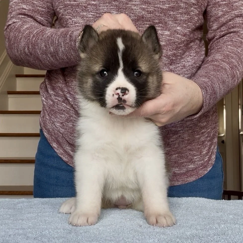 Girl 5 - 5 weeks old