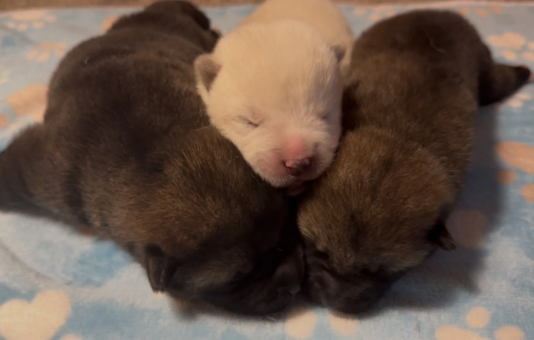 Boys - 1 week old