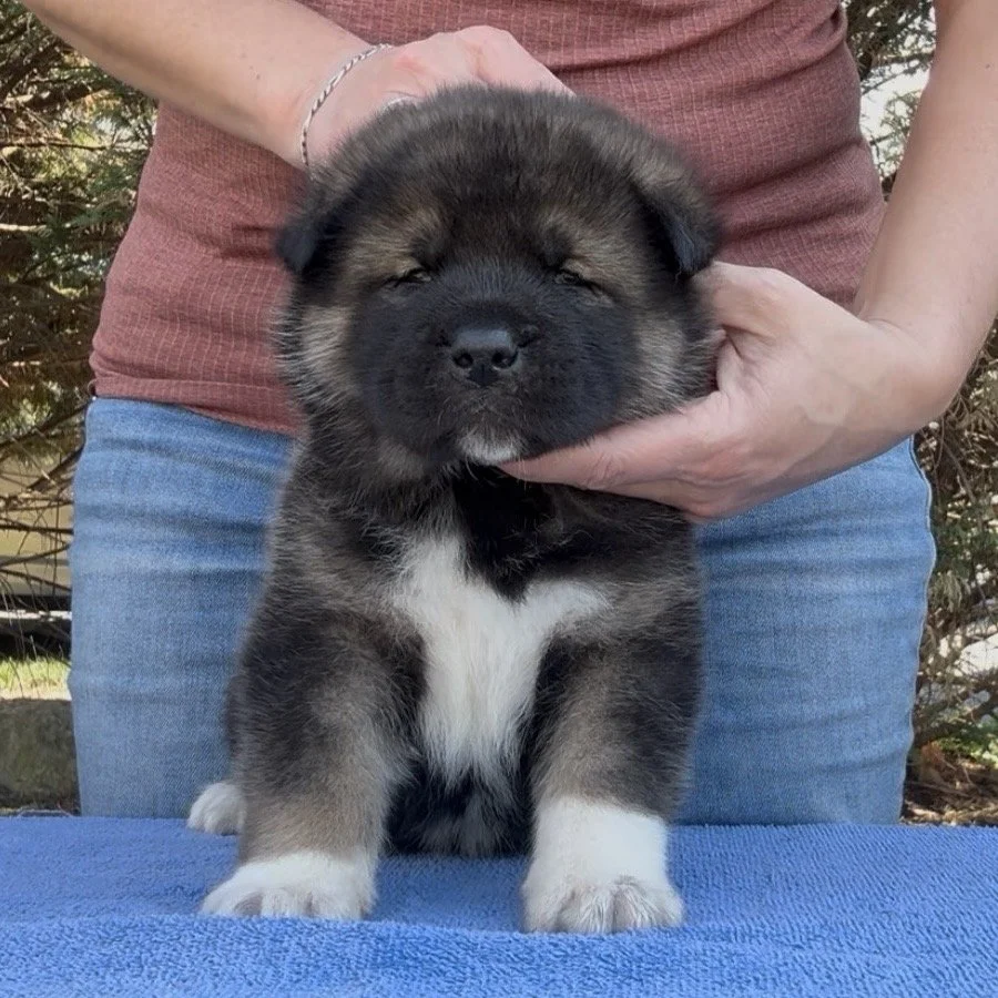 Boy 1 - 4 weeks old. Reserved. Holly