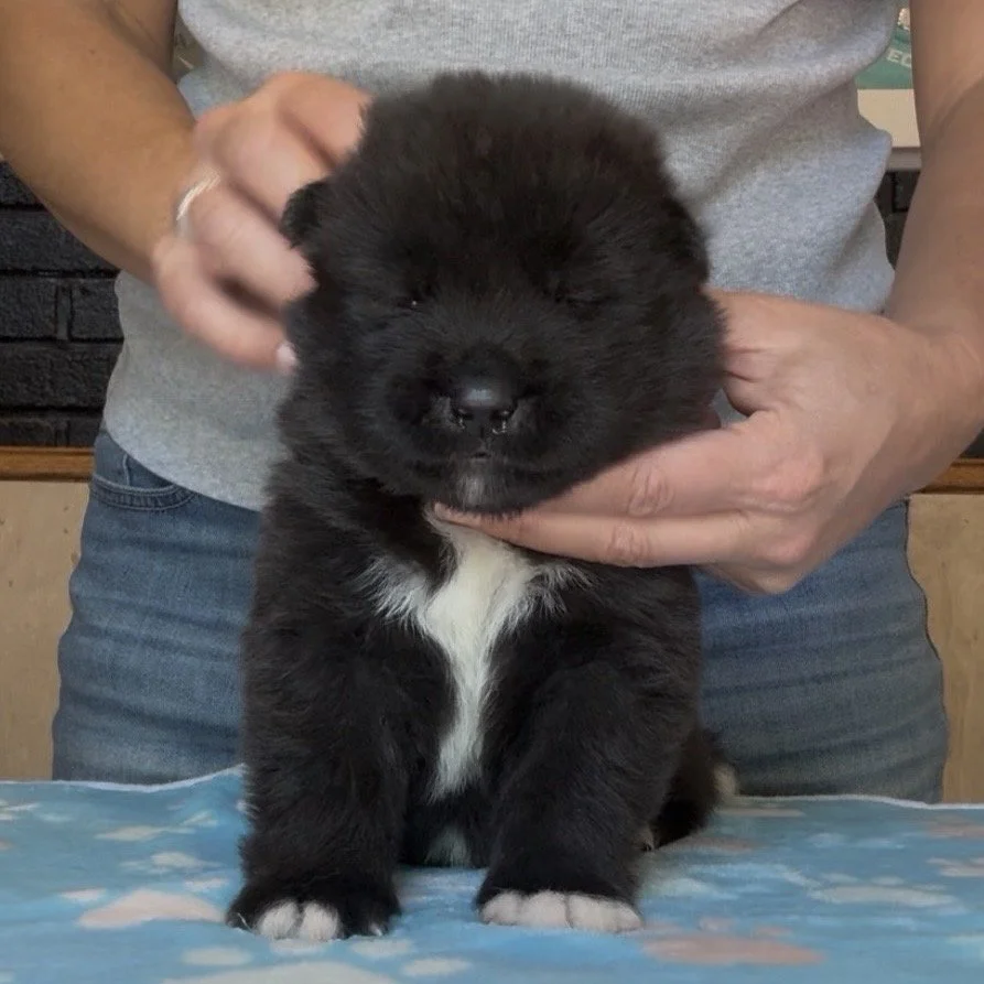 Boy 1 Brick collar - 3 weeks old