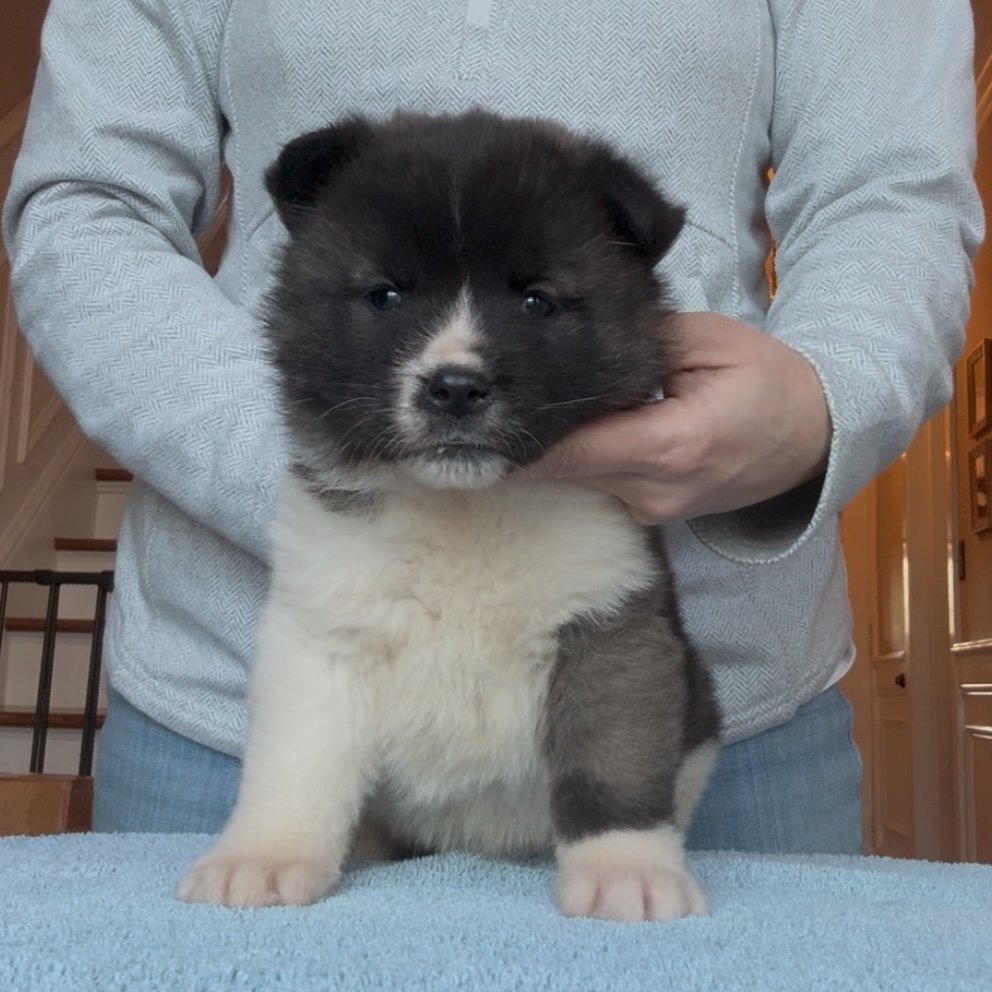 Girl 2 - 6 weeks old. Reserved- Debbie
