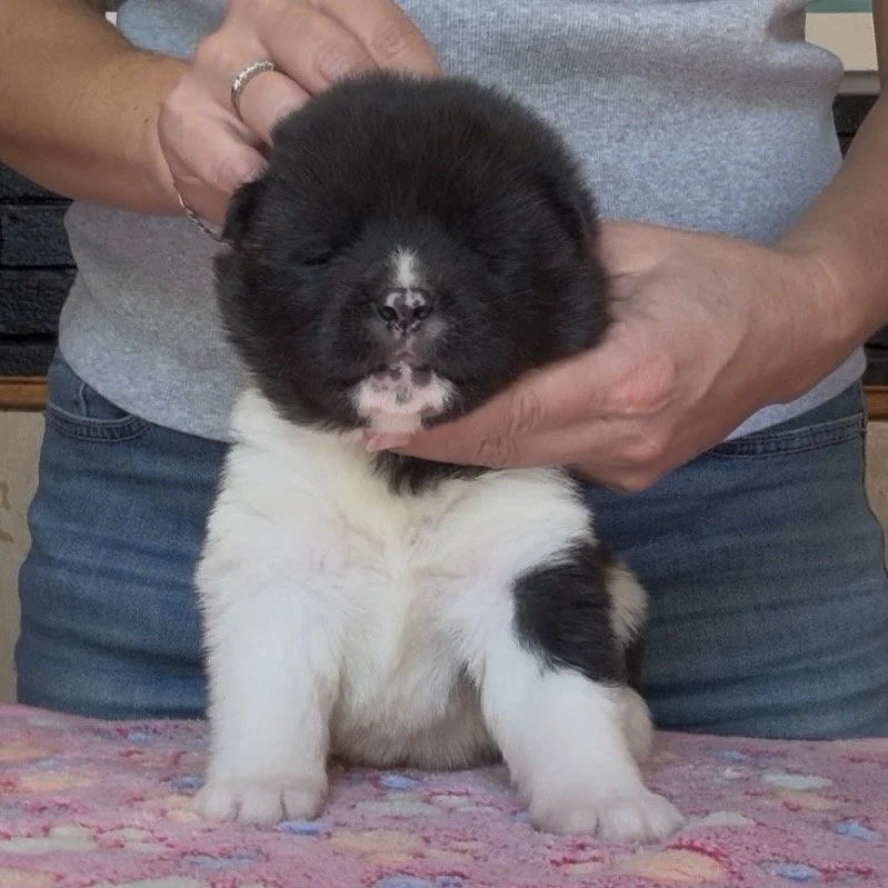 Girl 6 Light pink collar - 3 weeks old