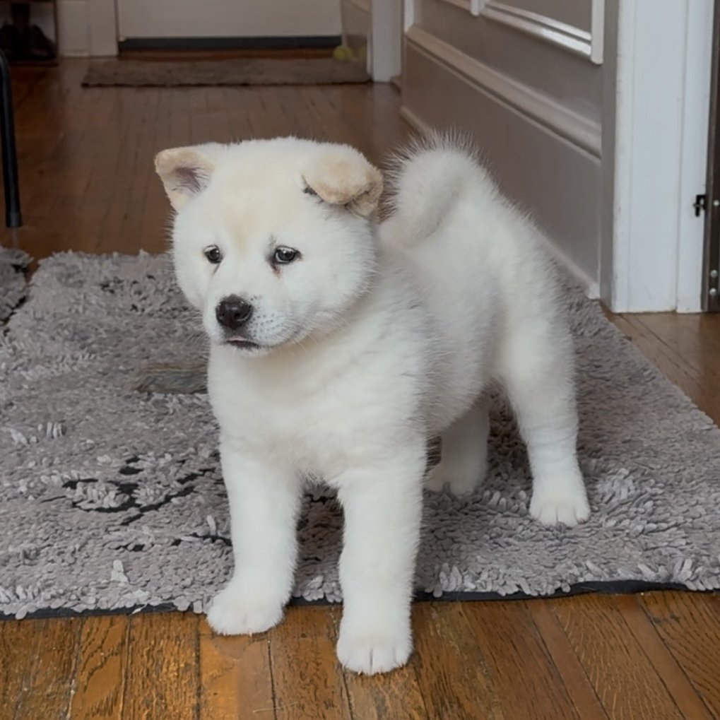 Girl 2 - 7 weeks old. Reserved. William