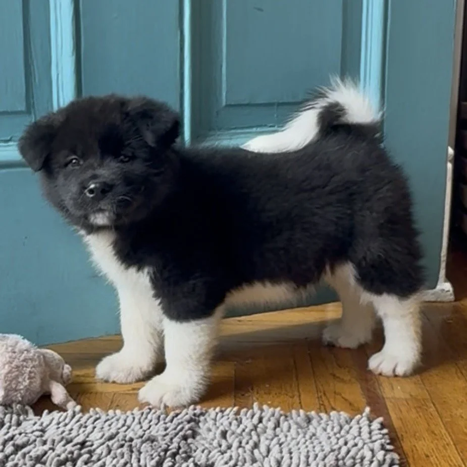 Girl 4 Pink paw collar - 7 weeks old. Reserved. Maryann