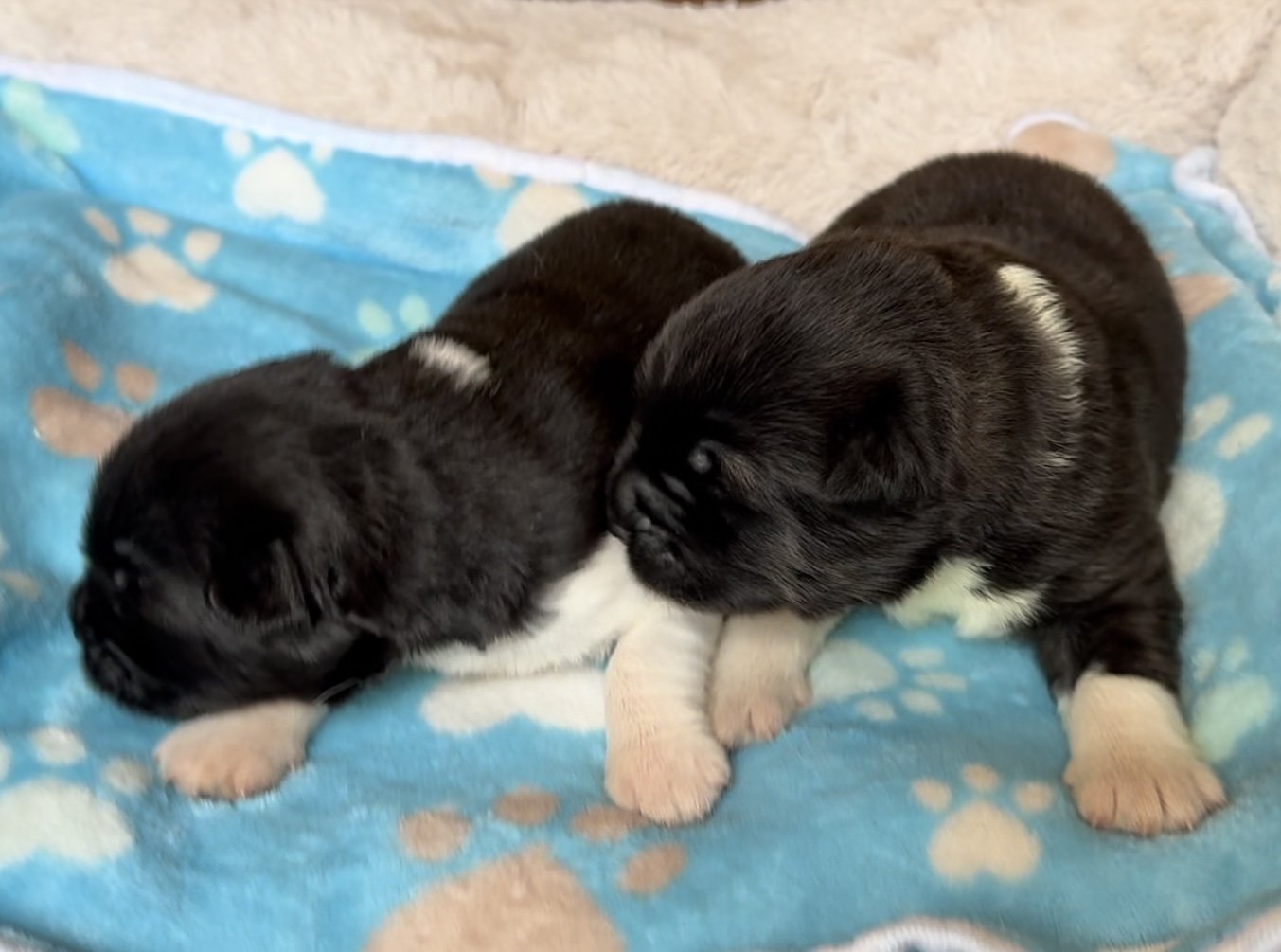 Boys - 1 week old