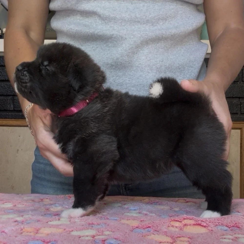 Girl 1 Dark pink collar - 3 weeks old