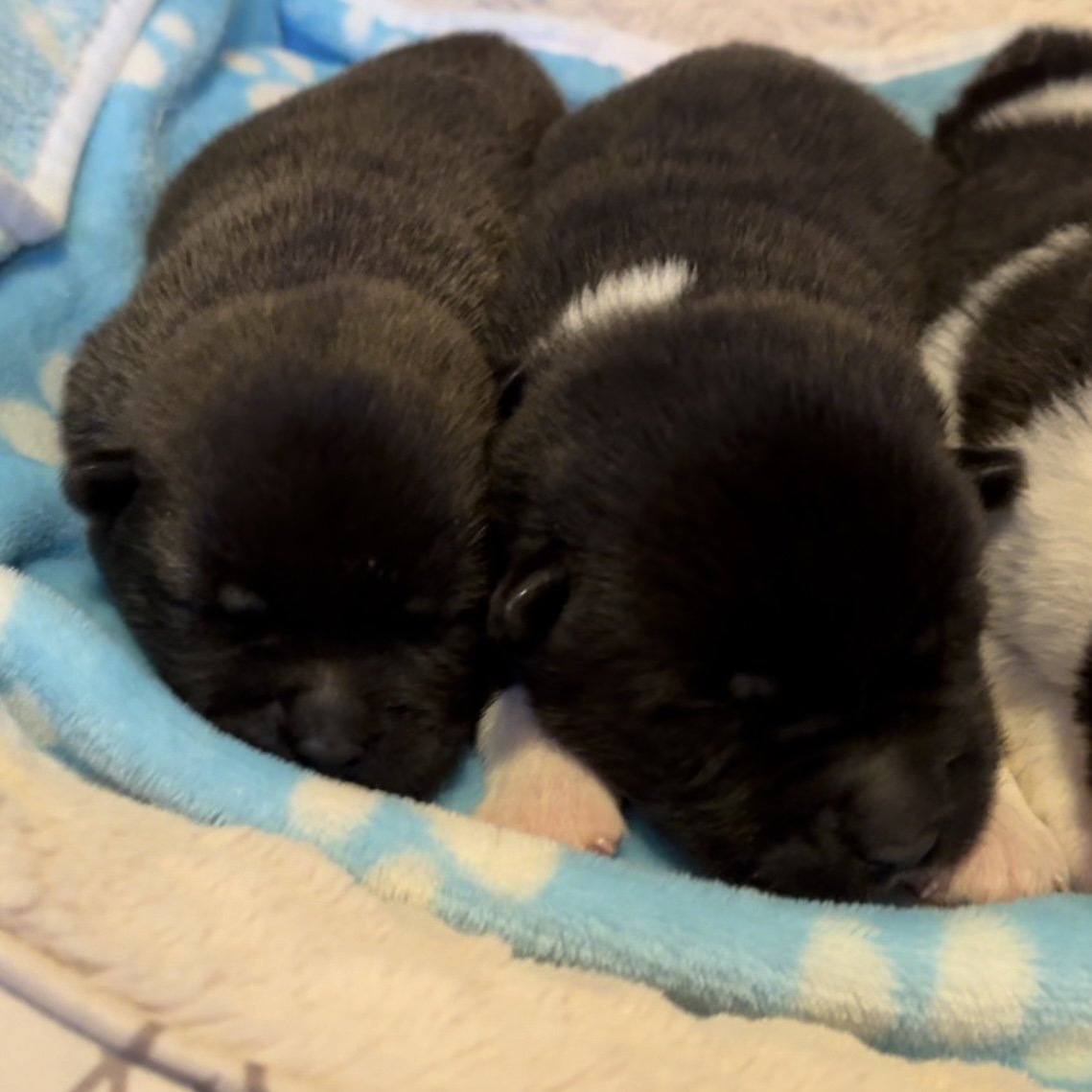 Boys - 1 week old