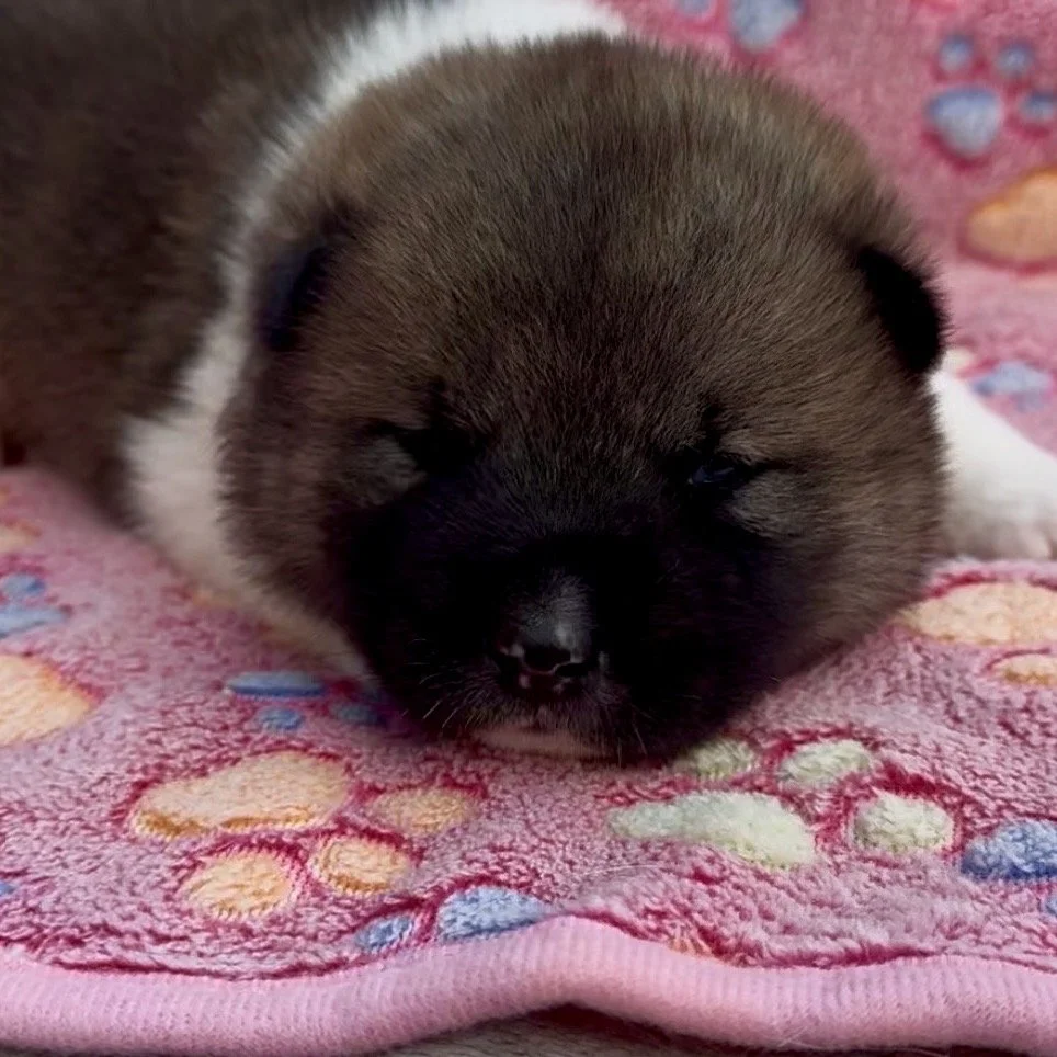 Girl 2 - 2 weeks old