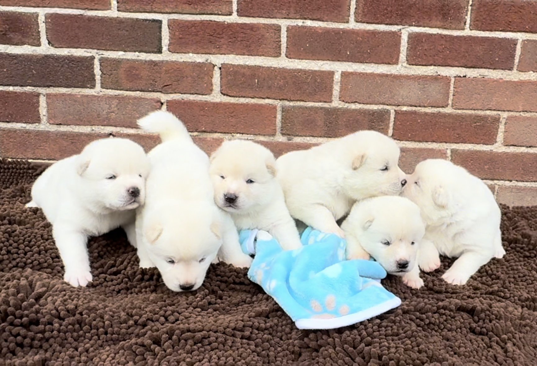 Boys - 2 1/2 weeks old