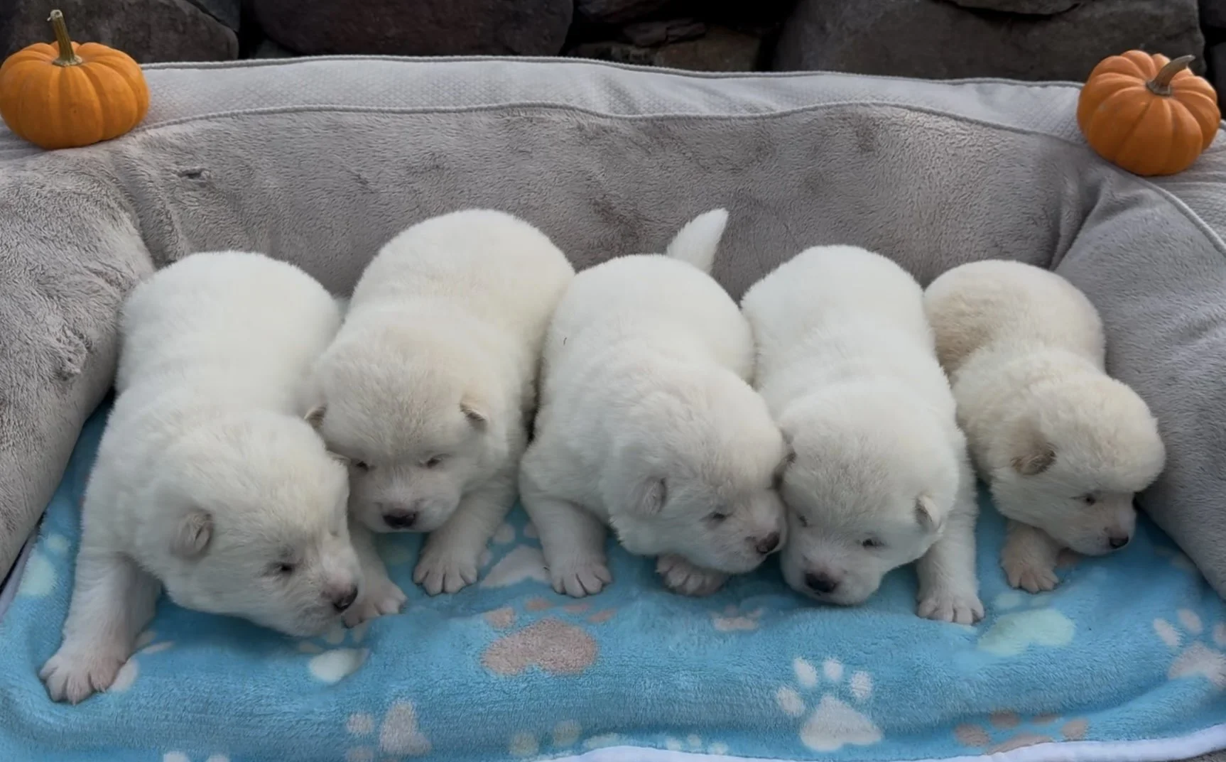 Boys - 2 weeks old