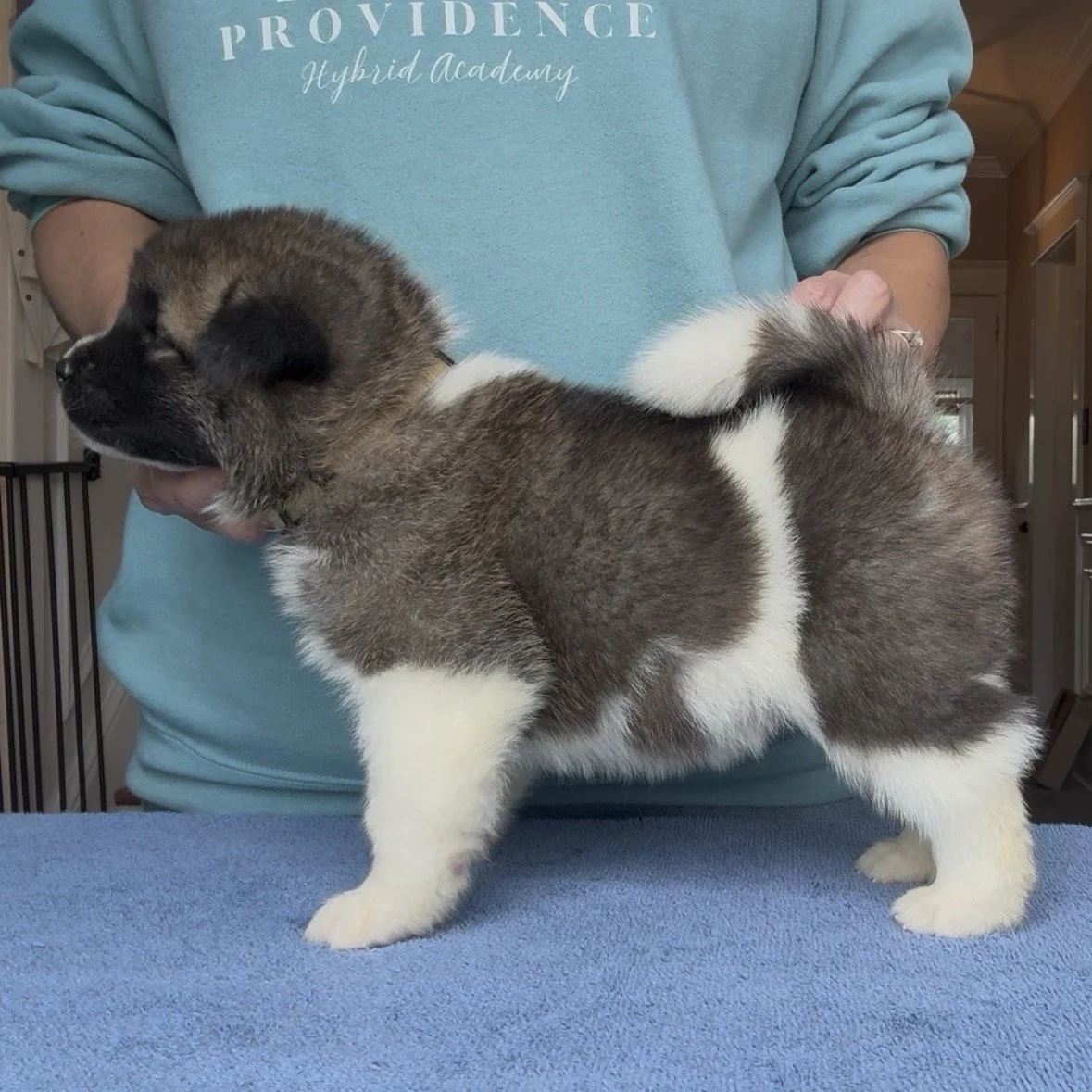 Girl 5 Cream collar - 4 weeks old. Reserved. Stephanie