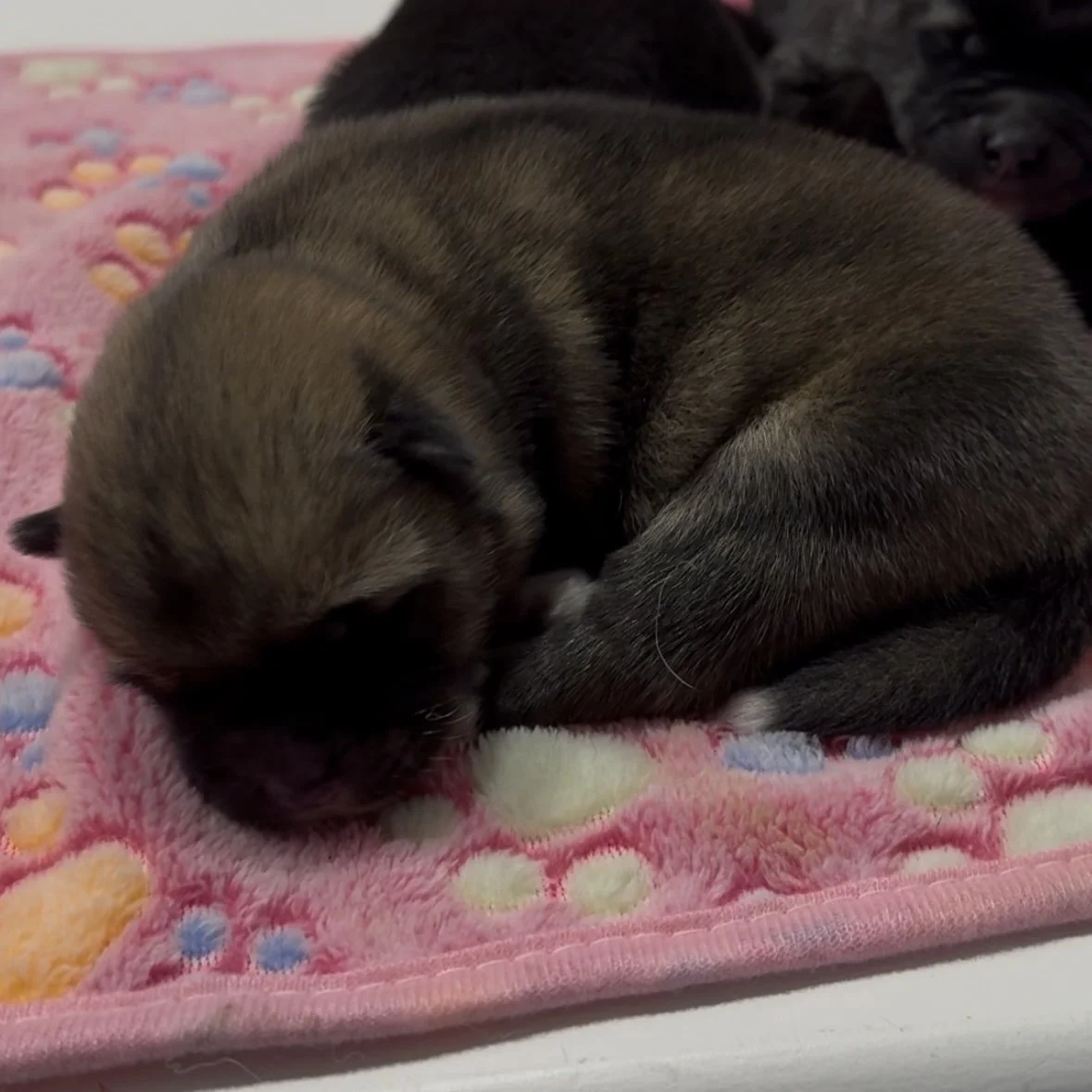 Girls - 4 days old