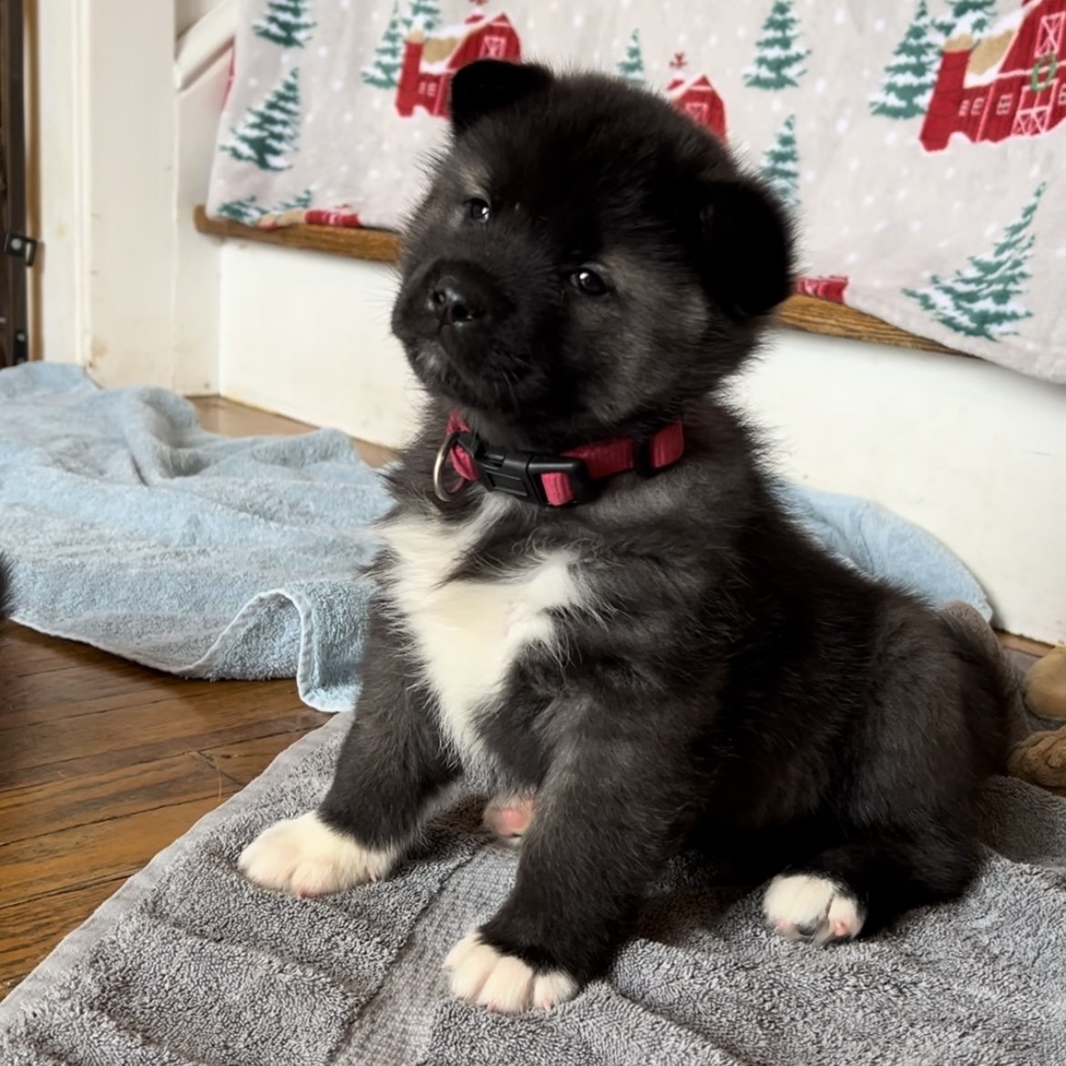 Girl 1 pink collar - Reserved. Maria