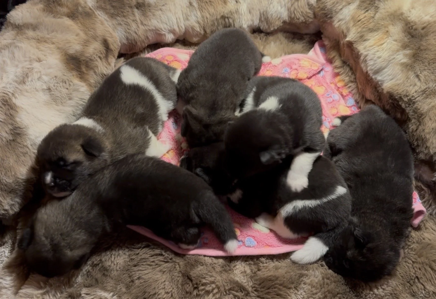 Girls 2 weeks old
