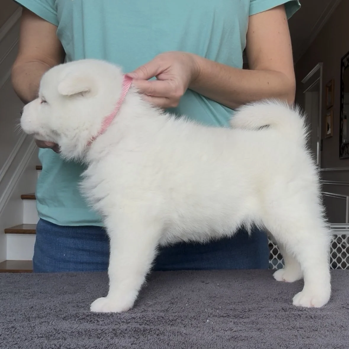 Girl Pink Collar - 4 weeks old. Reserved. Andreea