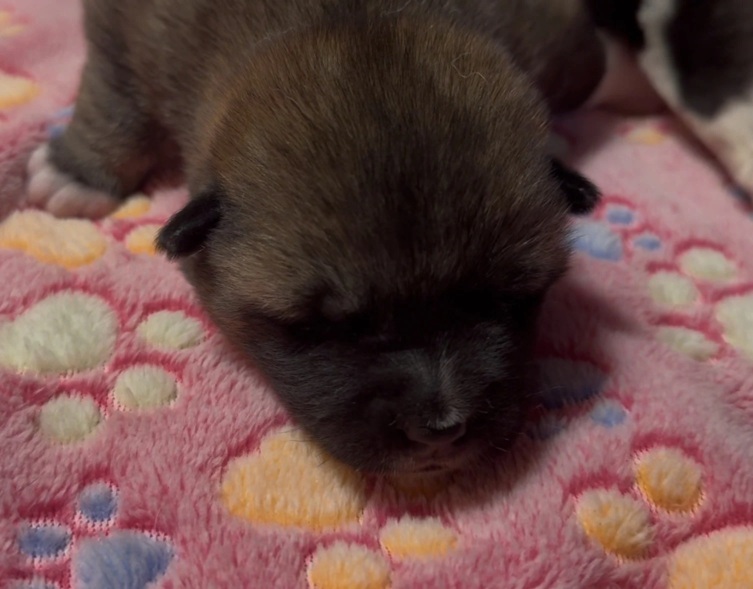 Girls - 1 week old