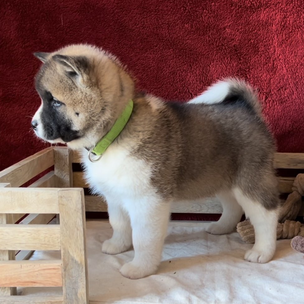 Boy 5 green collar - Reserved. Carlos