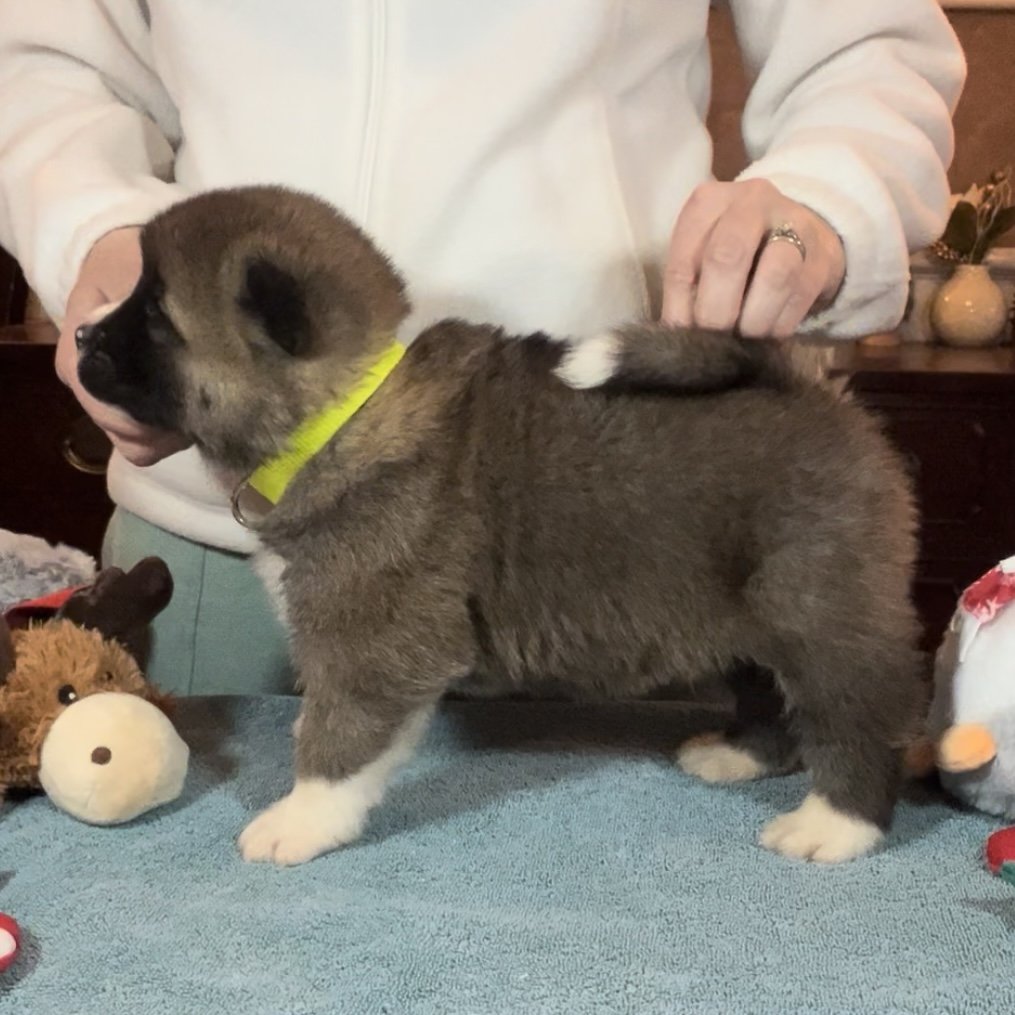 Boy 6 yellow collar