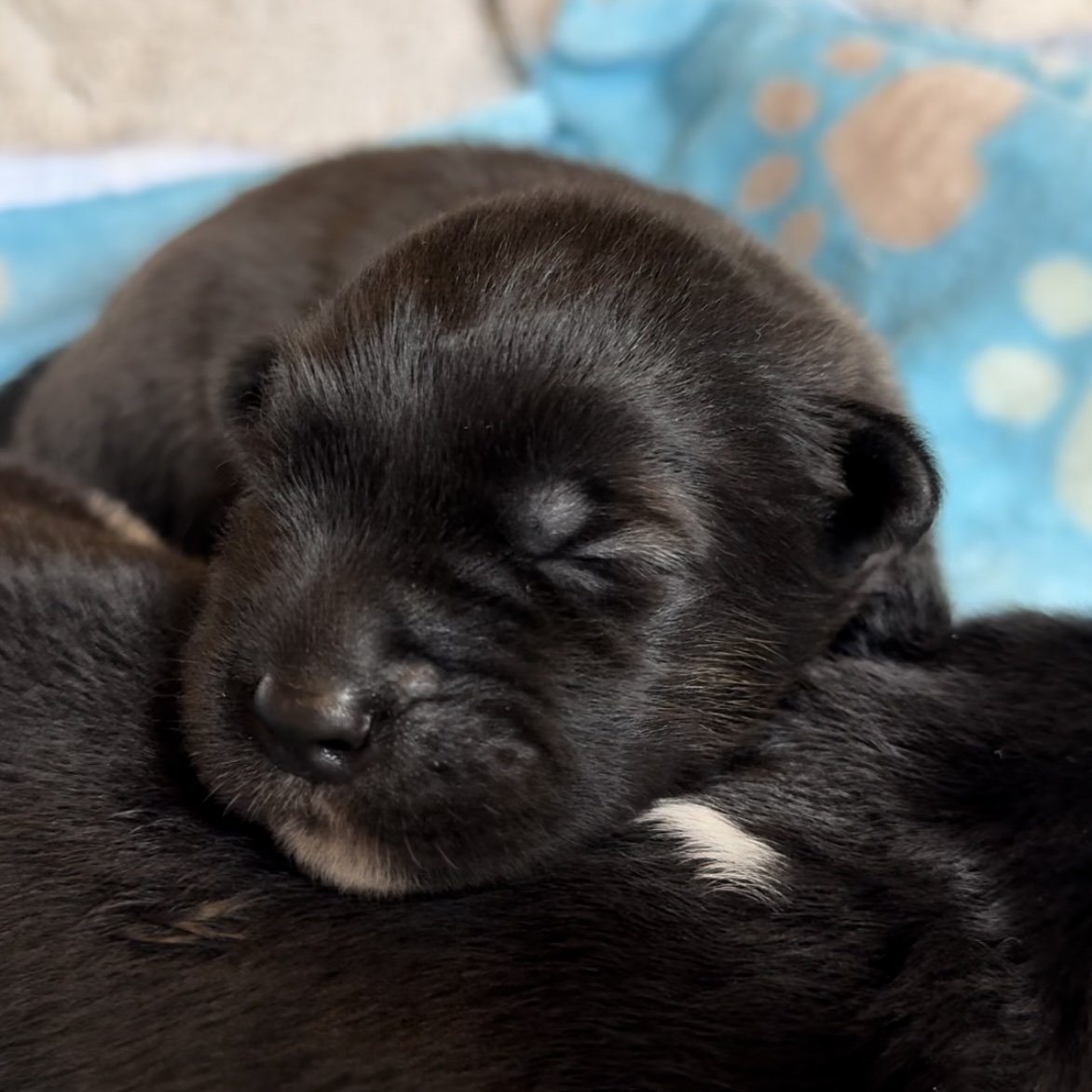Boys - 1 week old