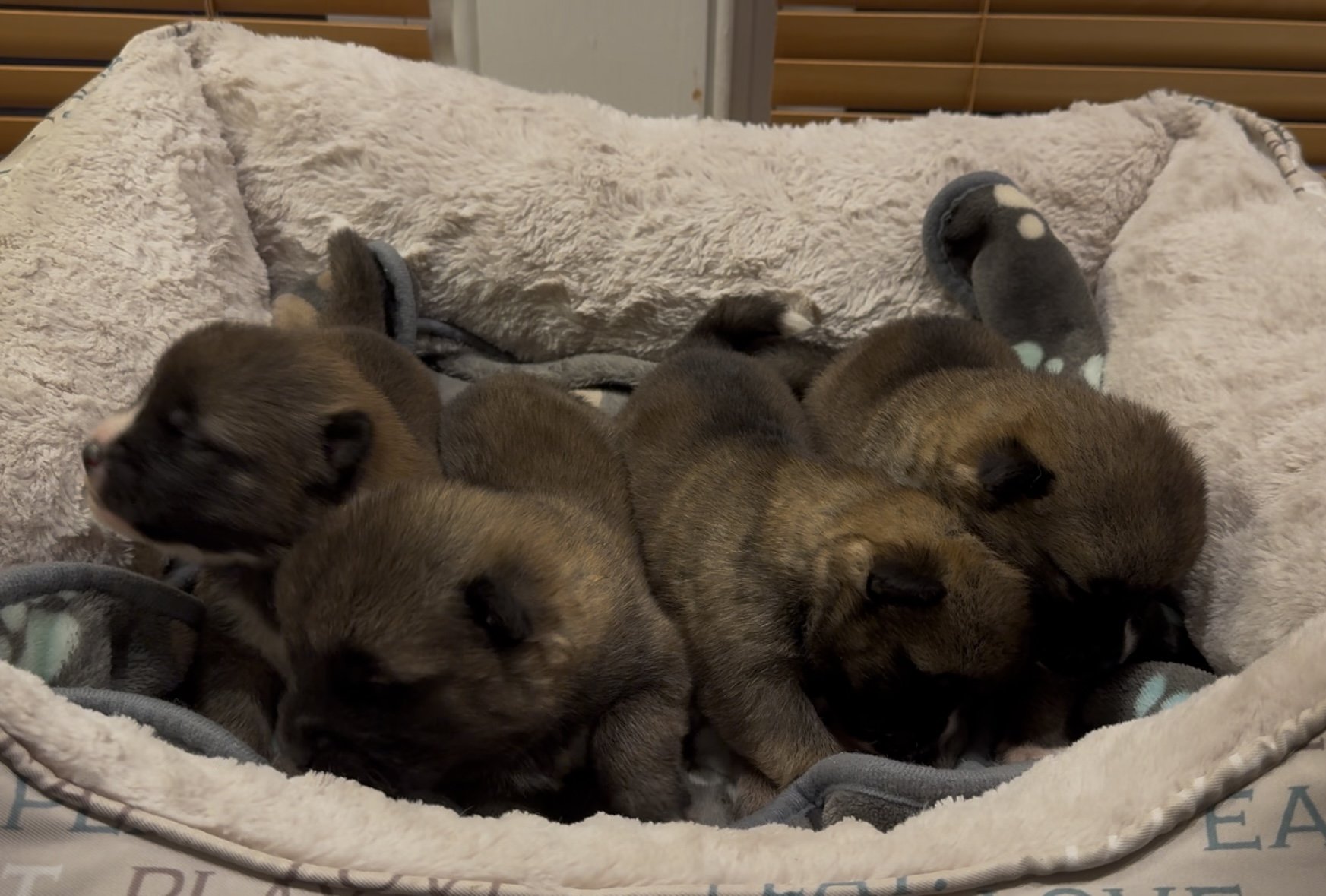 Boys 2 weeks old