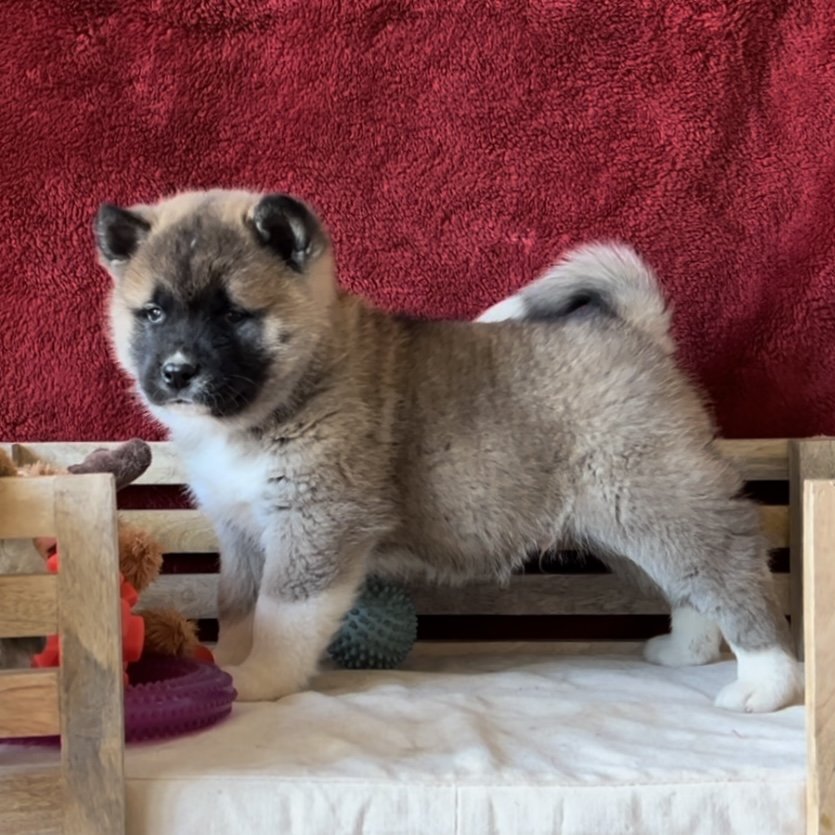 Boy 3 black collar - Reserved. Kenny
