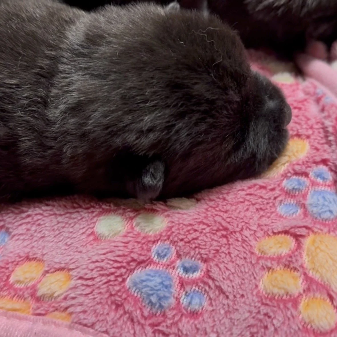 Girls 2 weeks old