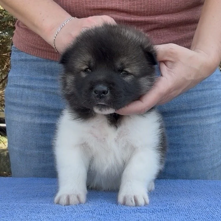 Girl 3 - 4 weeks old