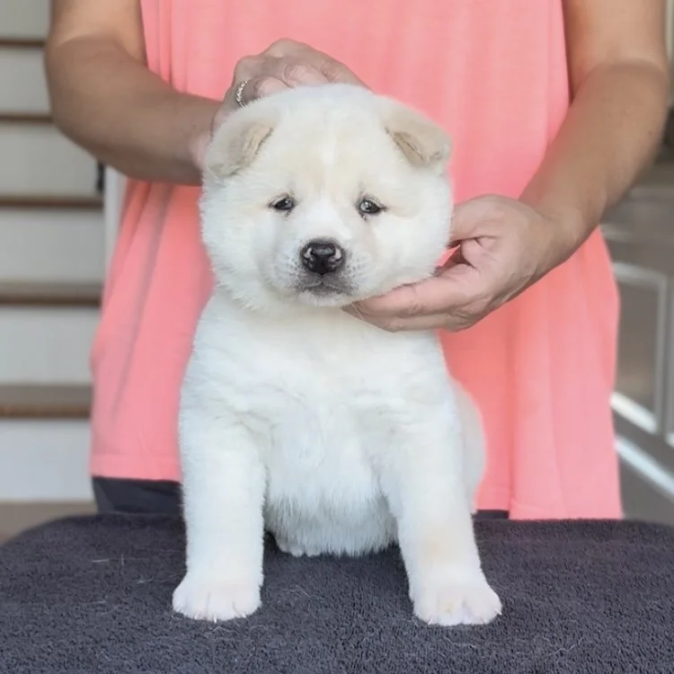 Girl 3 Yellow - 5 weeks. Reserved. Bella