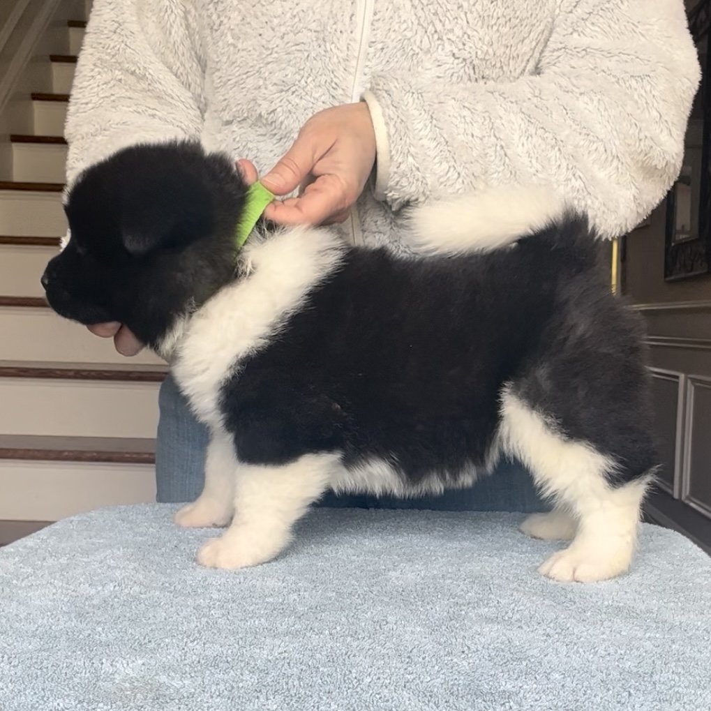 Boy 3 Green collar - Reserved. Maurci