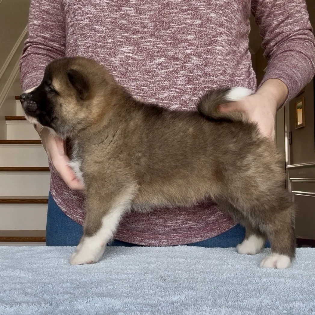 Boy 4 - 5 weeks old. Reserved. Kim