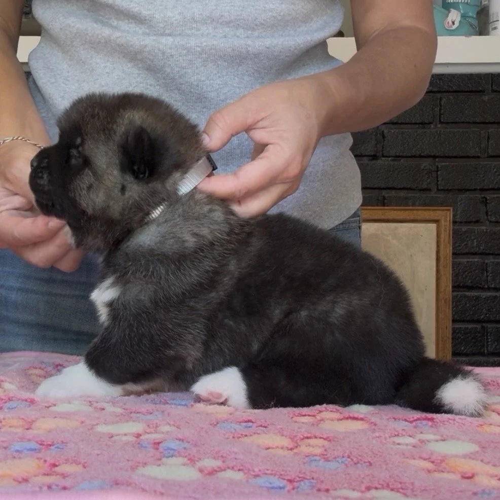 Girl 3 Silver collar - 3 weeks old