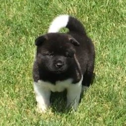 Bella - Mom as a pup