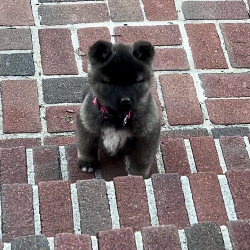 Girl 3 pink collar - Reserve. Ryan A.