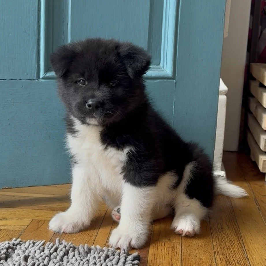 Girl 4 Pink paw collar - 7 weeks old. Reserved. Maryann