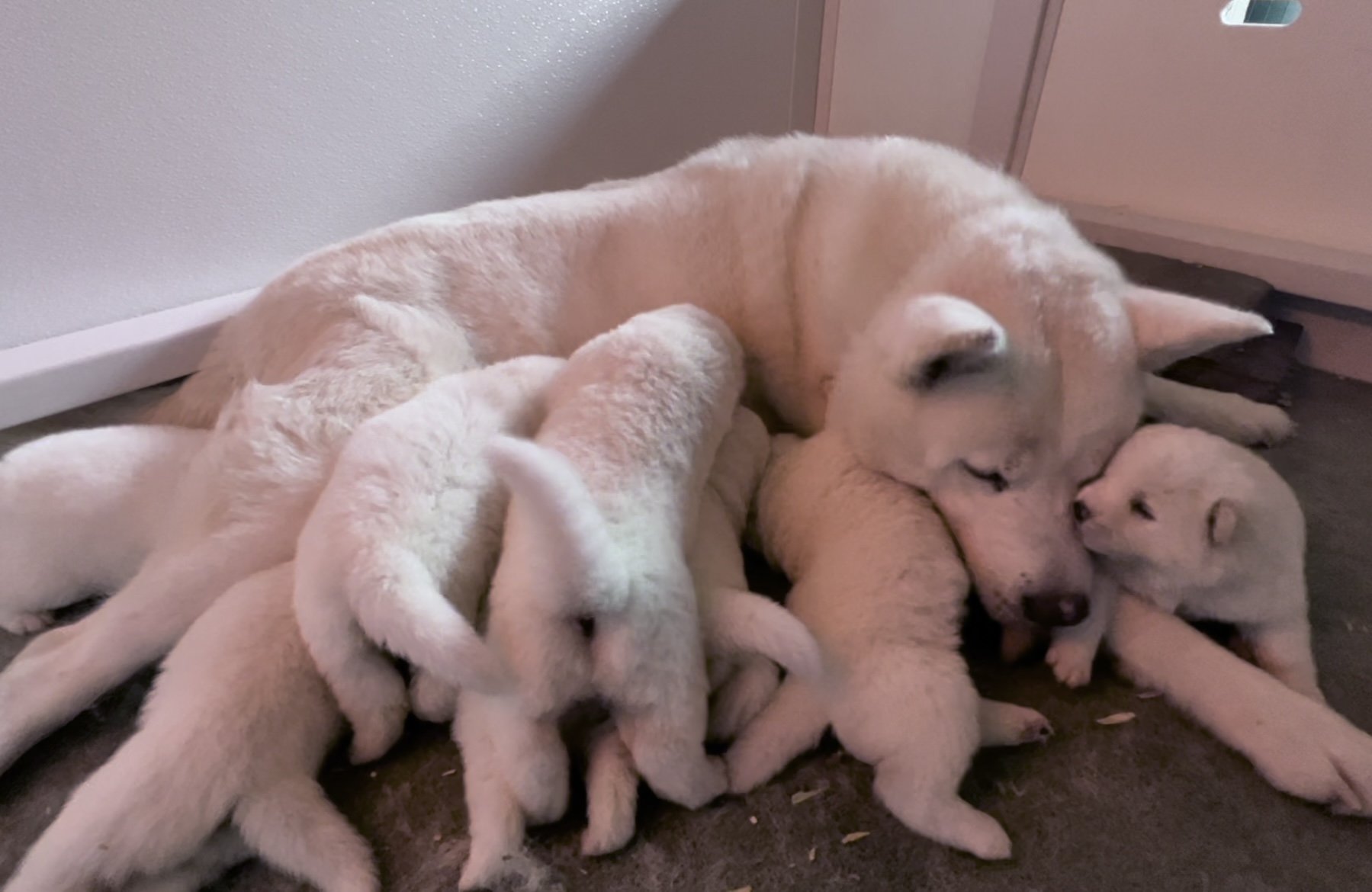 2 weeks old