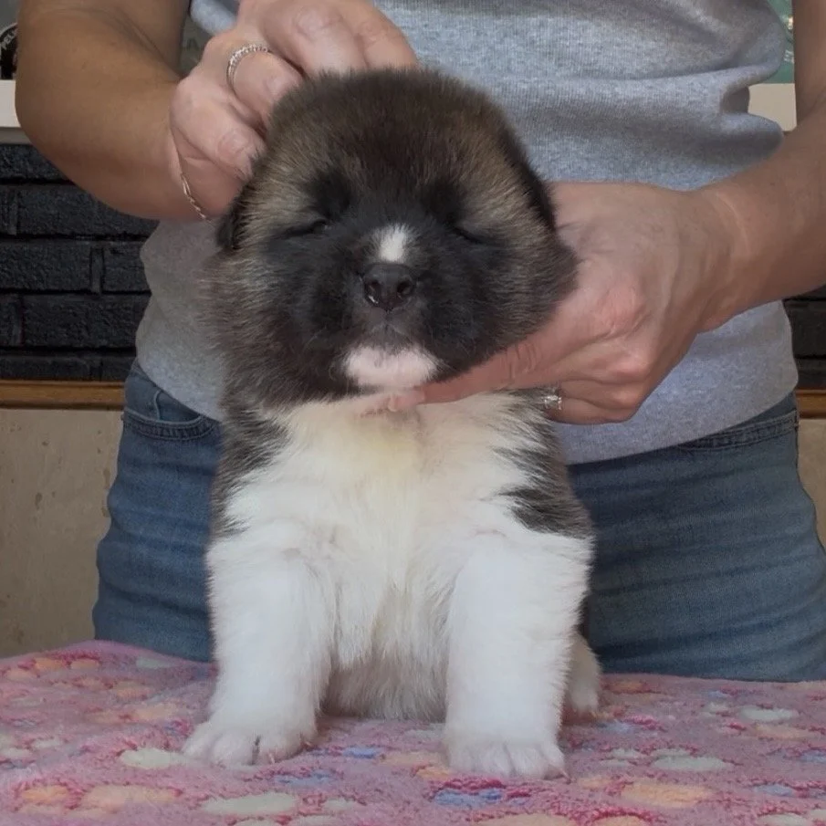 Girl 5 Cream collar - 3 weeks old