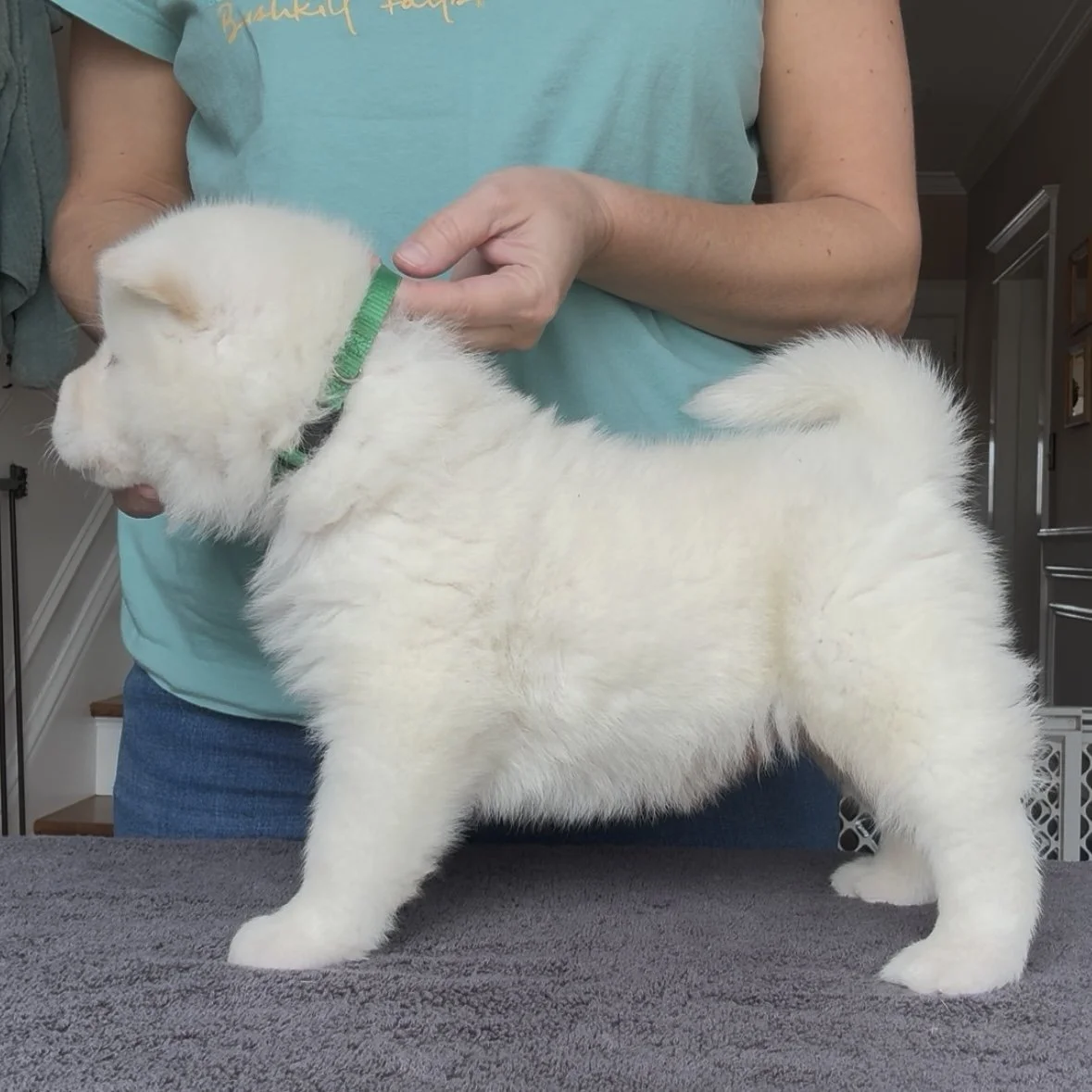 Boy Green Collar - 4 weeks old. Reserved. Daniel