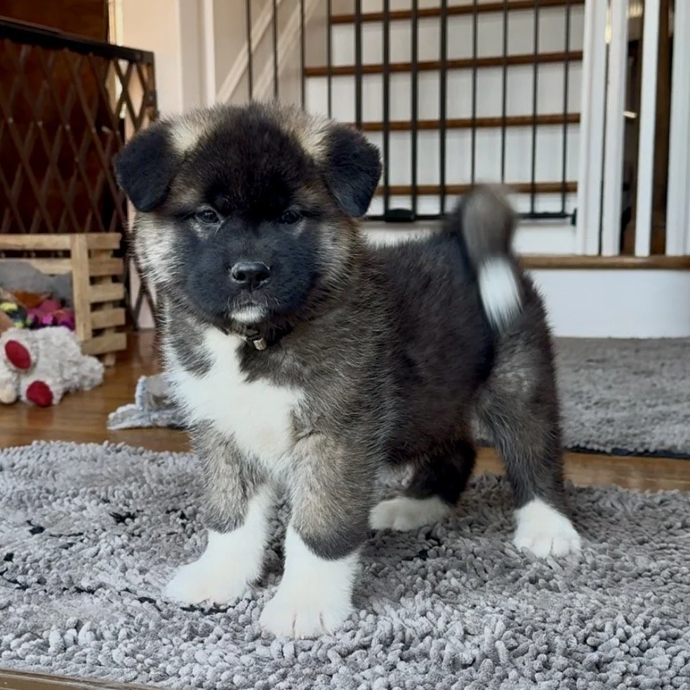 Girl 3 Silver collar - 7 weeks old. Reserved. Patricia